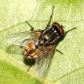 Musca autumnalis